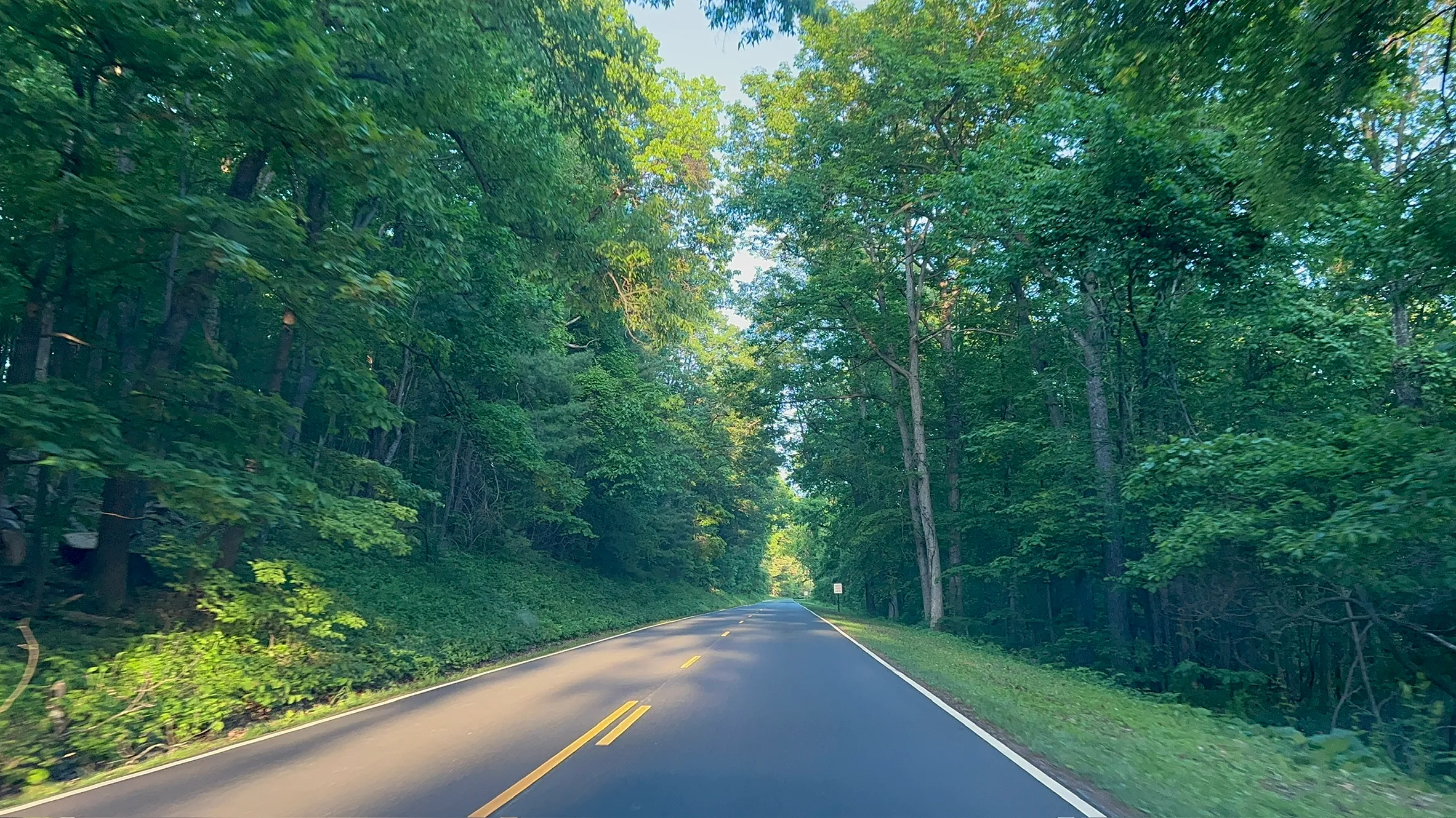 Trees lining the side of the road. Photo taken out front car window.
