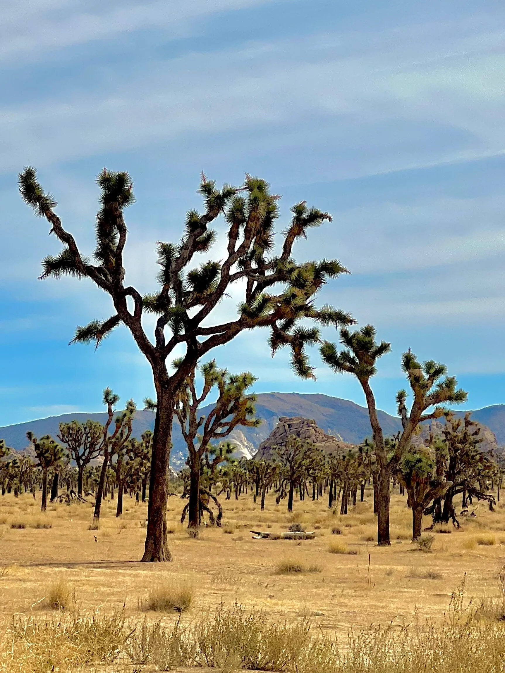 Joshua Tree - California's 8 National Parks Ranked