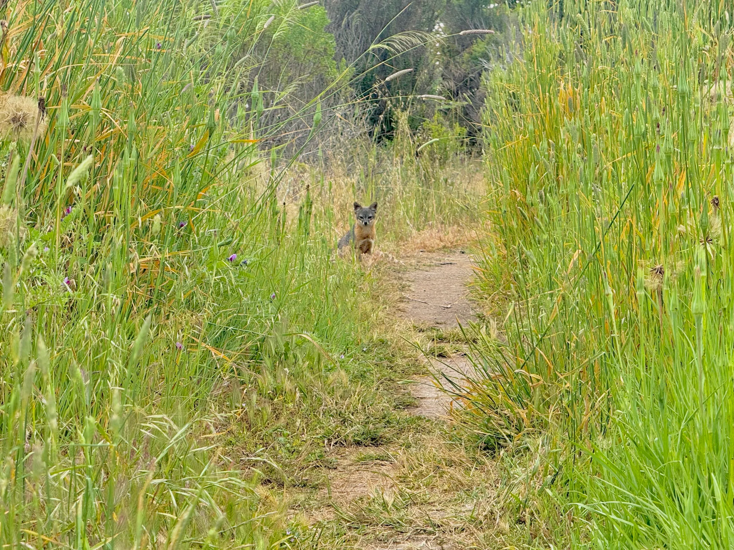 Santa Cruz, Channel Islands National Park
