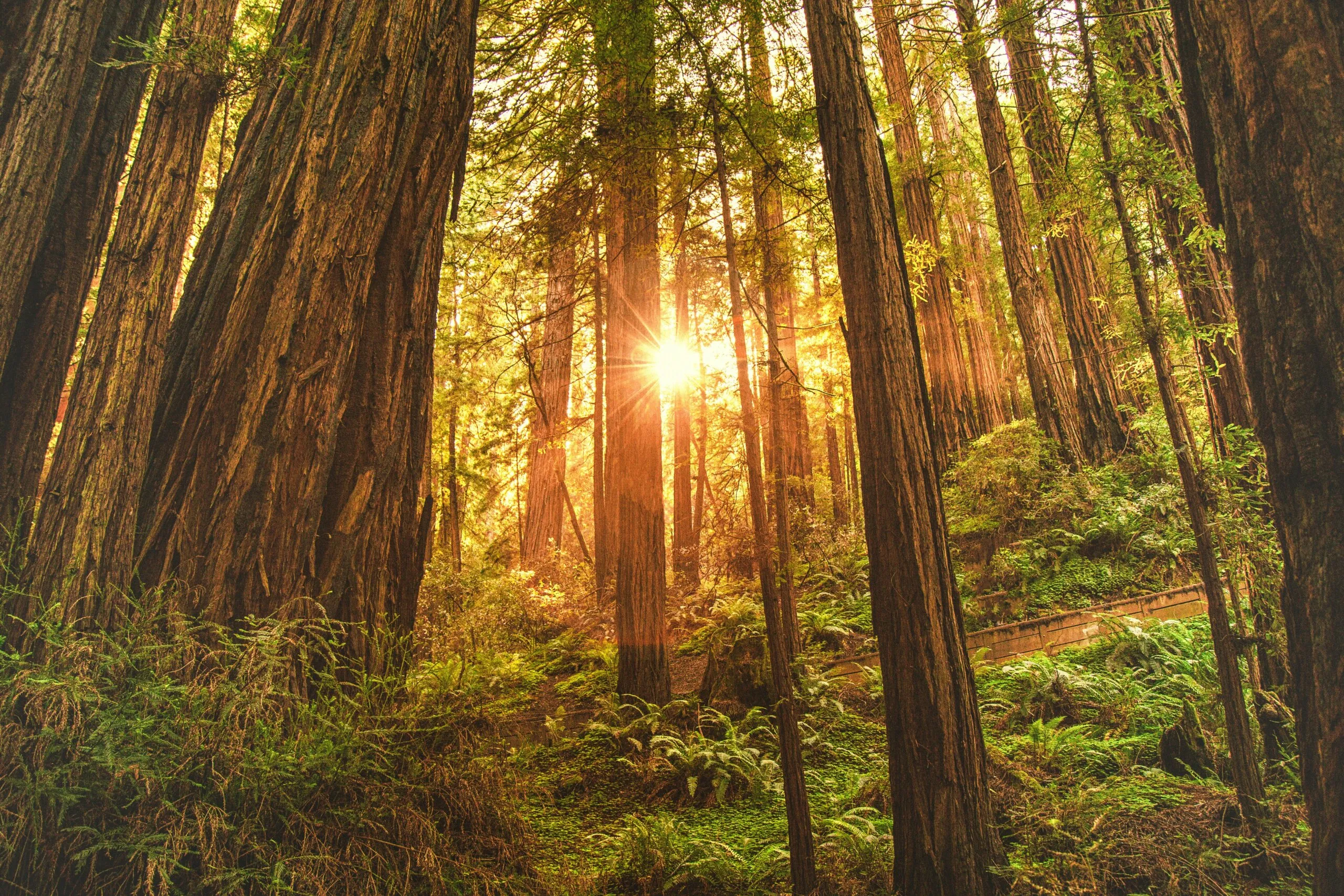 Redwood National Park