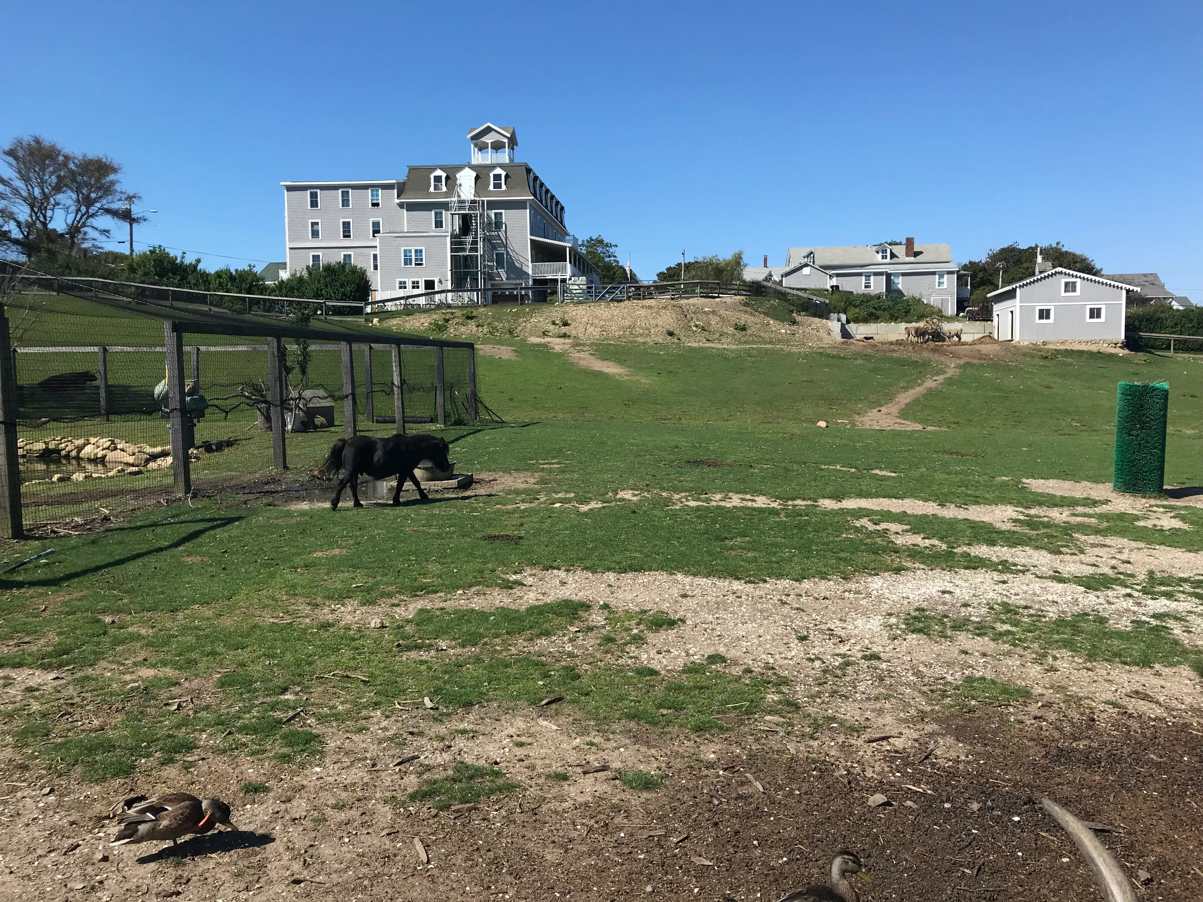 The 1661 Inn animal farm on Block Island