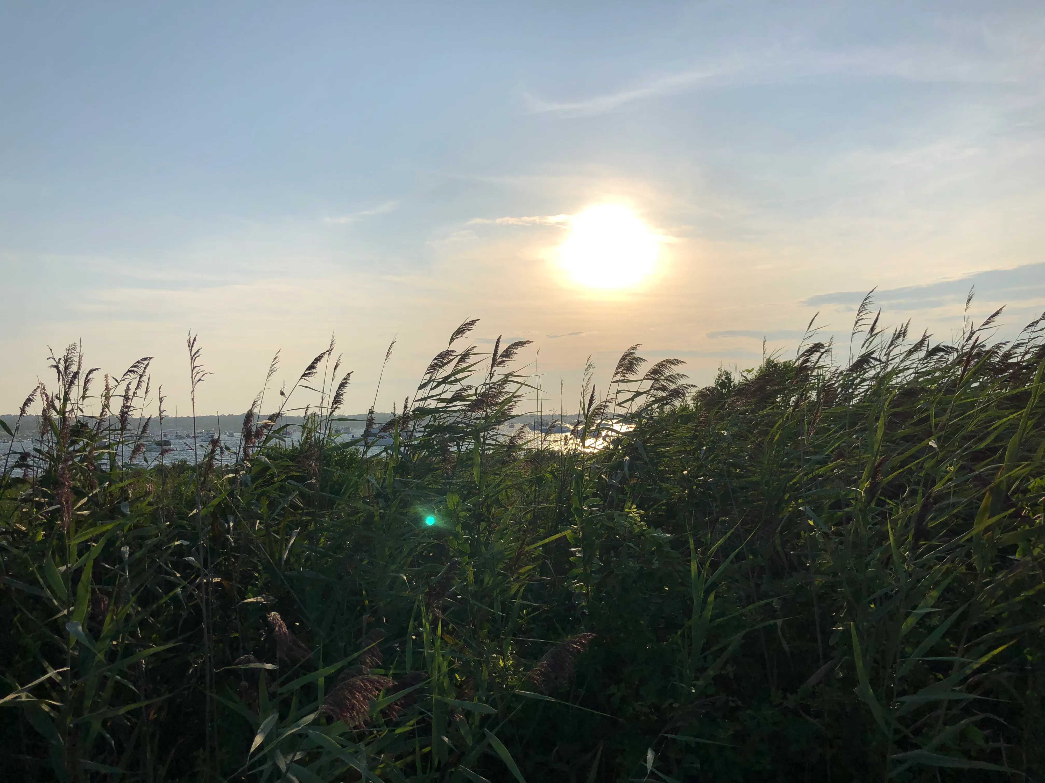 Tall grass at sunset on Block Island