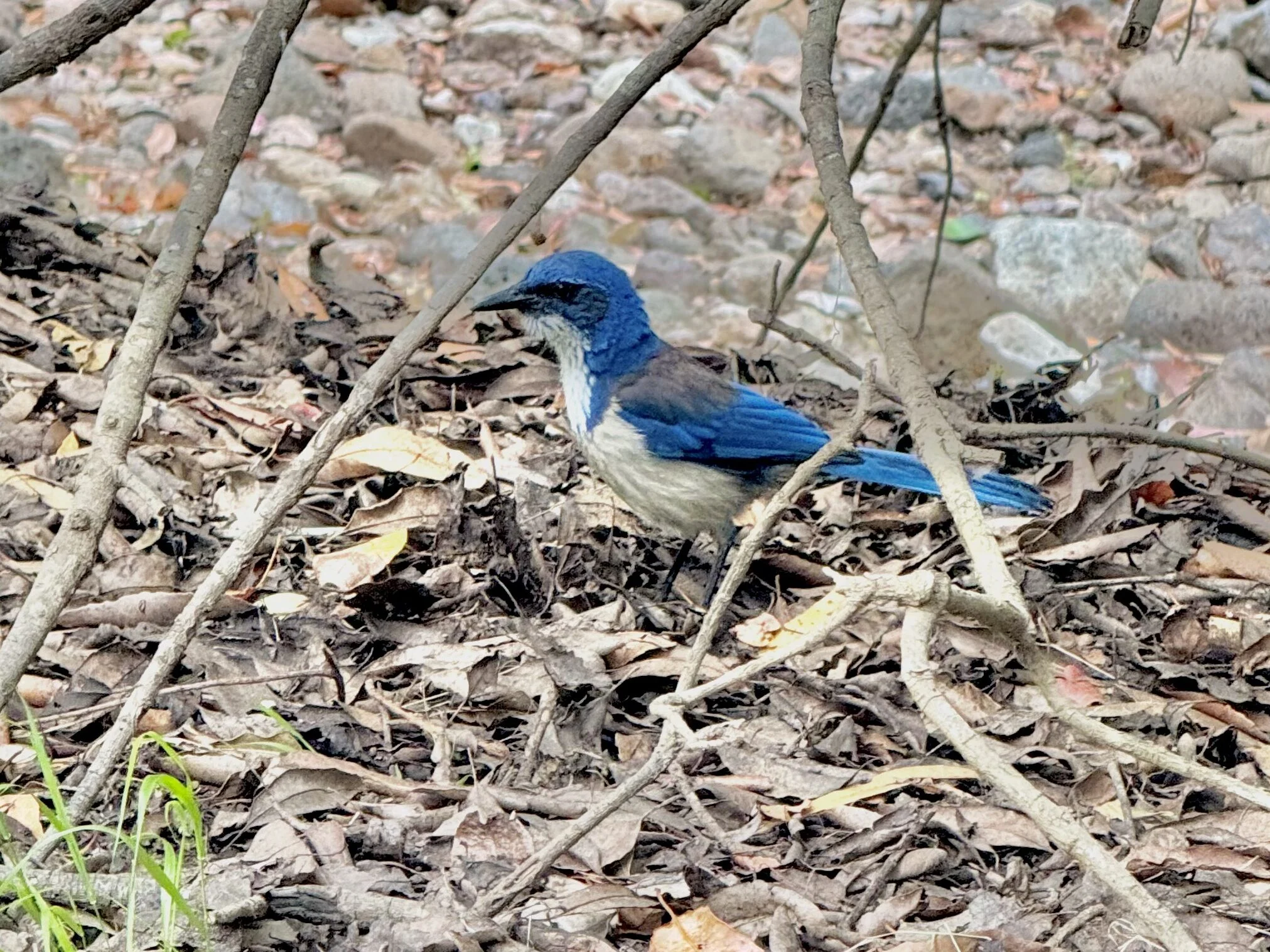 Island Scrub-Jay, Santa Cruz, Channel Islands National Park