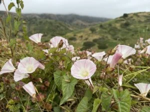 Santa Cruz, Channel Islands National Park