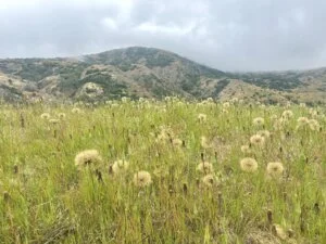 Santa Cruz, Channel Islands National Park